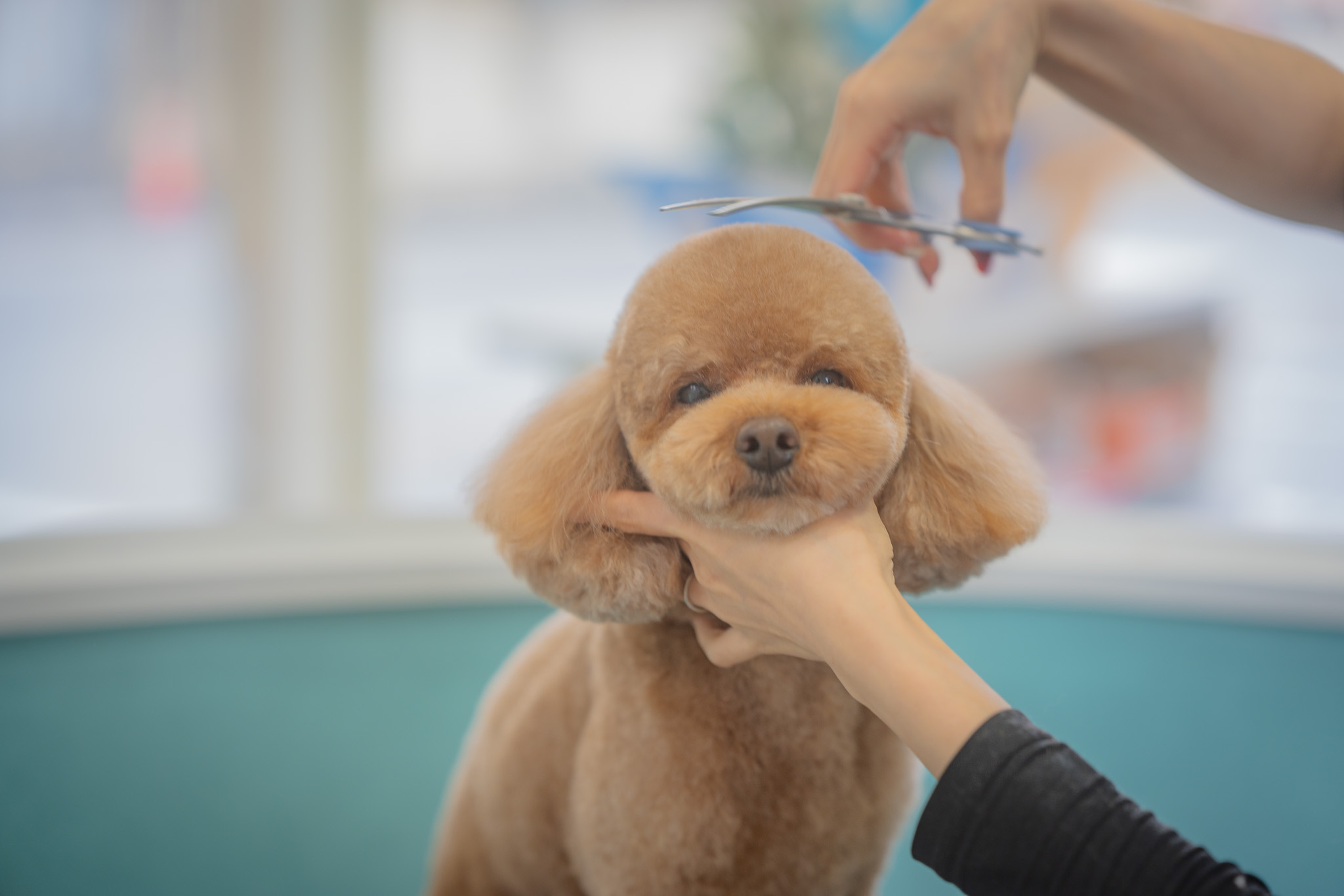 カットのこと、ぜひご相談ください。