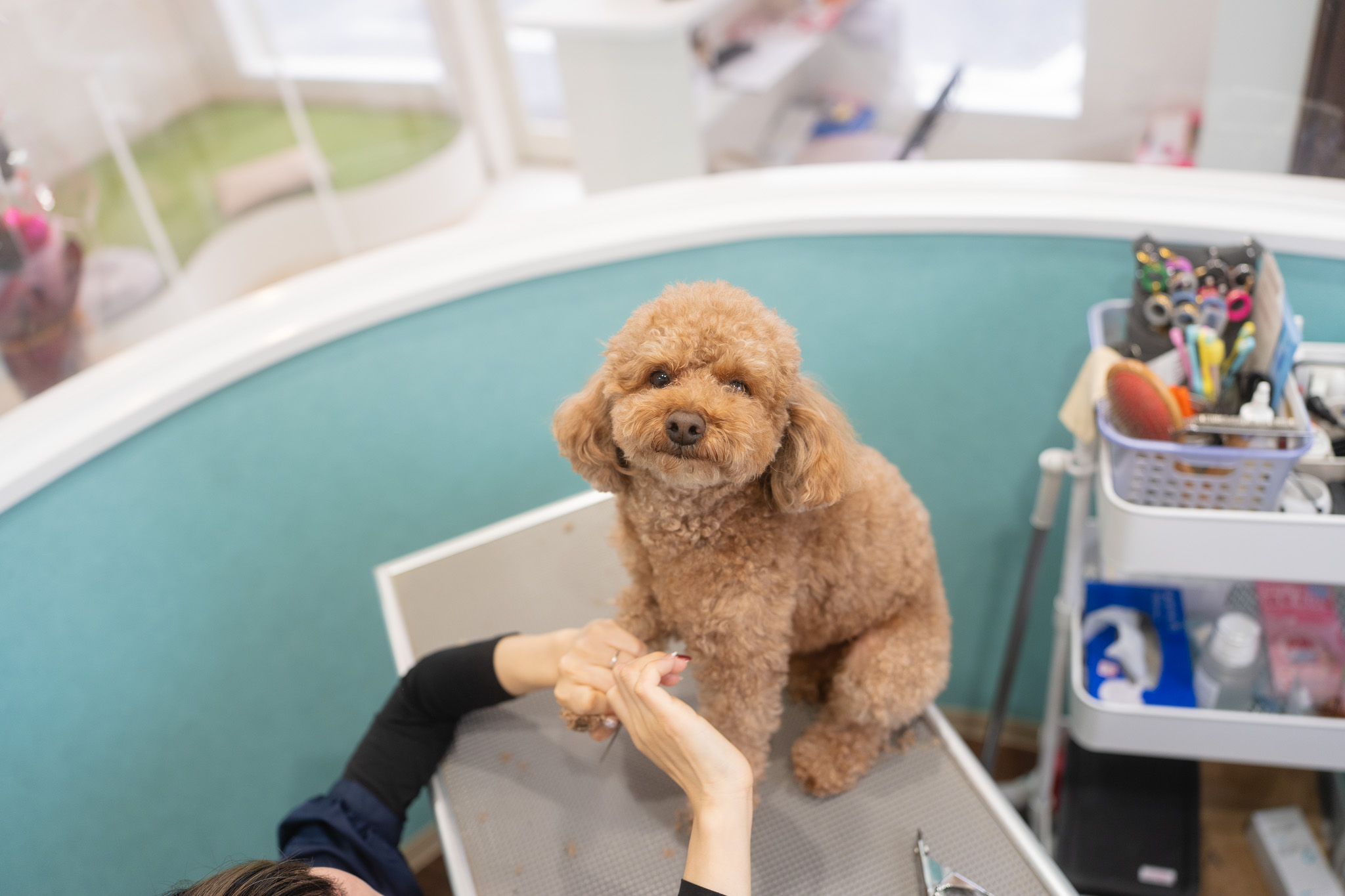 パピートリミングで大切にしていること