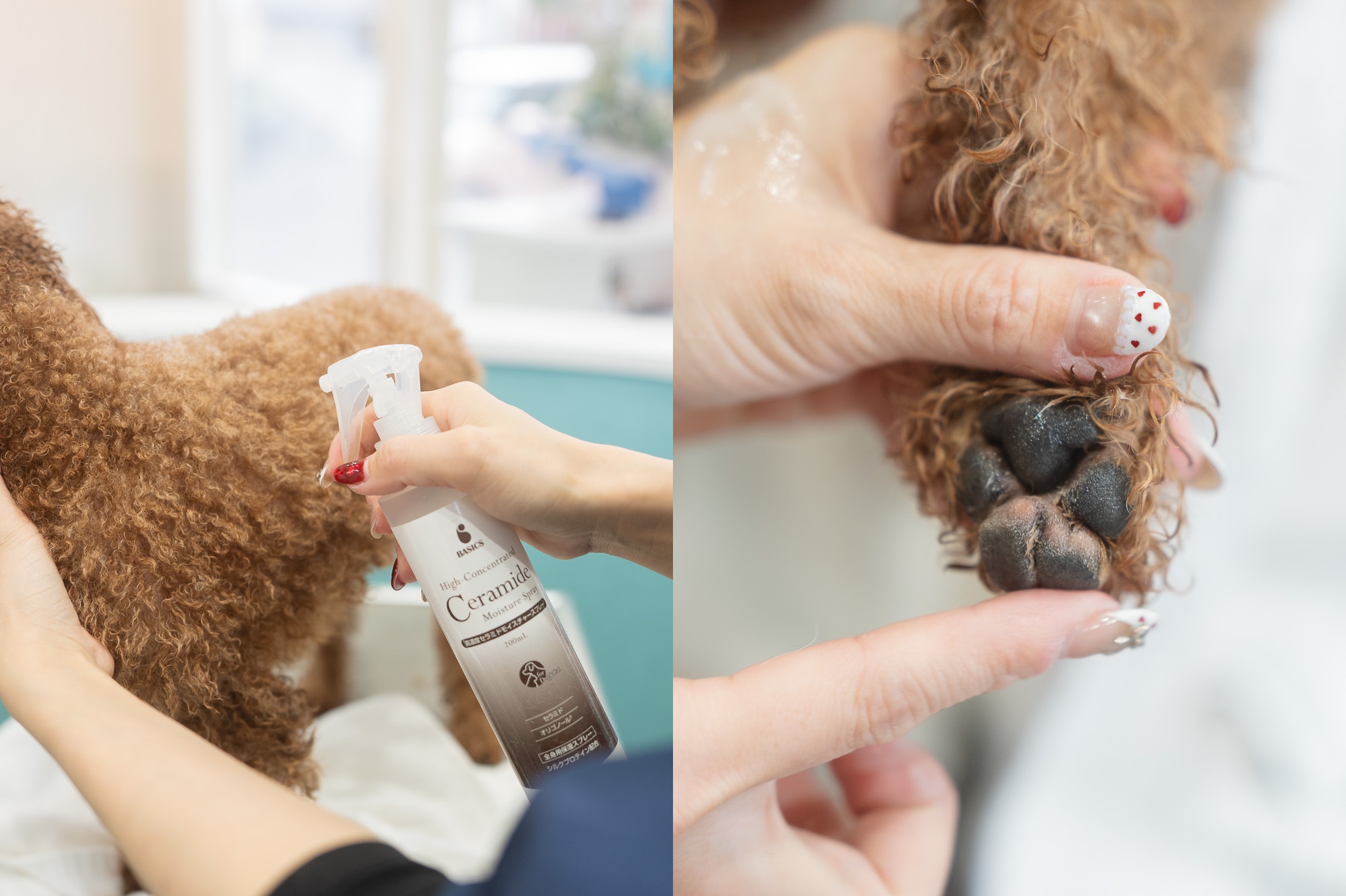 シャンプー後は保湿と肉球ケア